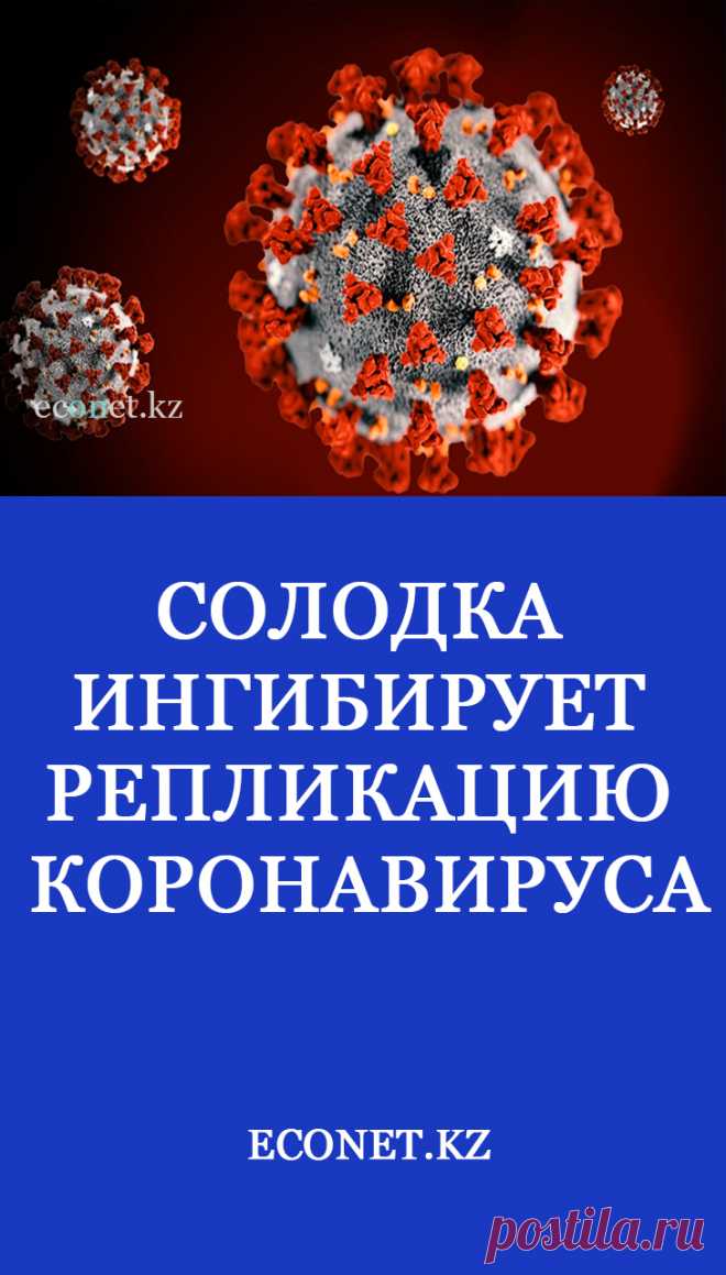 Солодка ингибирует репликацию коронавируса

Глицирризин, основной ингредиент корня солодки, показал эффективность против вируса ТОРС в научных исследованиях. Он был эффективен при лечении вирусов, таких как герпес, ВИЧ, гепатит, грипп, энцефалит и пневмония. Глицирризин превзошел обычные противовирусные препараты против ТОРС в исследованиях, опубликованных в журнале Lancet. Вещество, по-видимому, действует ран