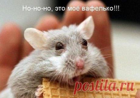 (80) Одноклассники