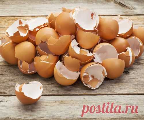 Десять причин  не выбрасывать яичную скорлупу