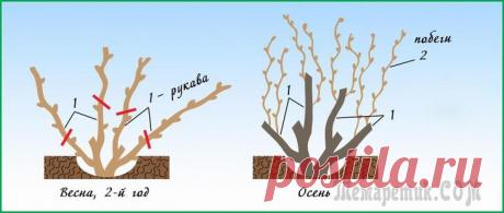 Обрезка винограда весной – пошаговая инструкция для начинающих