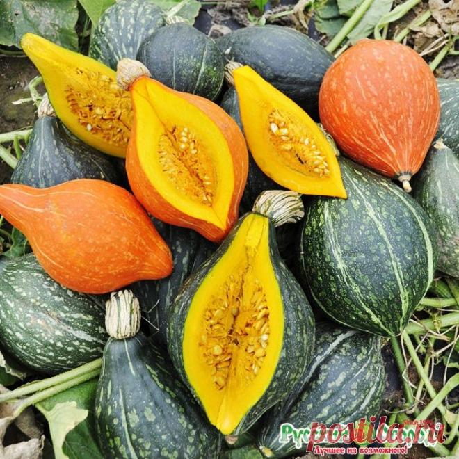 тыква дюшес фото - Поиск в Google