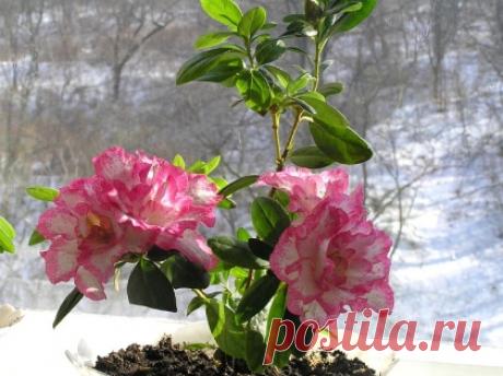 Подбираем растения для дома. Практические рекомендации