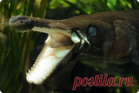 Аллигаторова щука или миссисипский панцирник (лат. Atractosteus spatula) Эта зубастая рыбина живет в водоемах Северной и Центральной Америки. Зовут ее аллигаторова щука или миссисипский панцирник (лат. Atractosteus spatula).