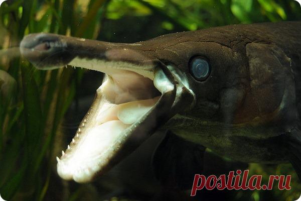 Аллигаторова щука или миссисипский панцирник (лат. Atractosteus spatula) Эта зубастая рыбина живет в водоемах Северной и Центральной Америки. Зовут ее аллигаторова щука или миссисипский панцирник (лат. Atractosteus spatula).