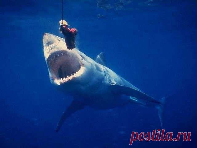 ПРОЖОРЛИВОЕ БРЮШКО!