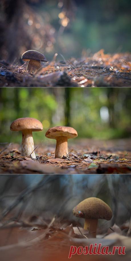 35PHOTO - Вячеслав Мищенко - Грибные места.