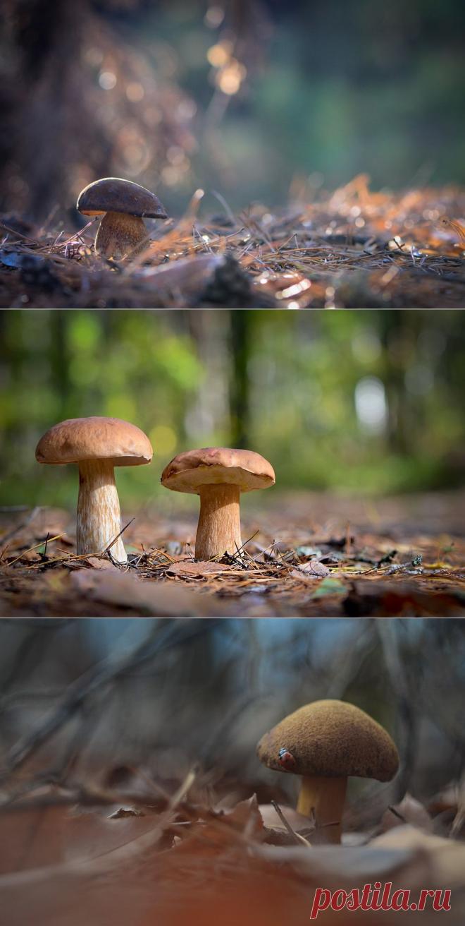 35PHOTO - Вячеслав Мищенко - Грибные места.