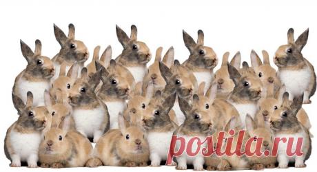 Тест на внимательность: Найдите кошку, которая спрятана среди группы кроликов ! | Скиталец | Яндекс Дзен