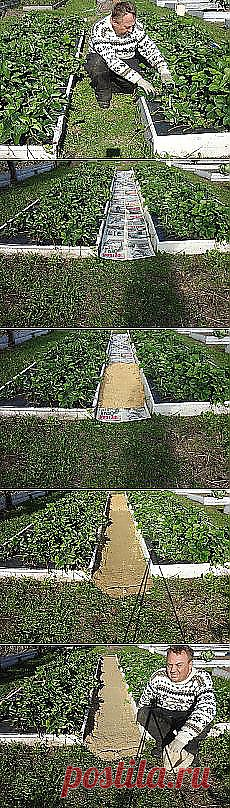 Светлана Стаценко: САД И ОГОРОД | Постила.ru