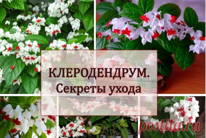 КЛЕРОДЕНДРУМ. Секреты ухода

В комнатах также выращивается несколько видов клеродендрона. Наиболее распространён клеродендрон Томсона (C. thomsoniae) - вечнозеленый красивоцветущий вьющийся кустарник с крупными продолговато-заострёнными листьями на длинных черешках и оригинальными цветками в метёлках.