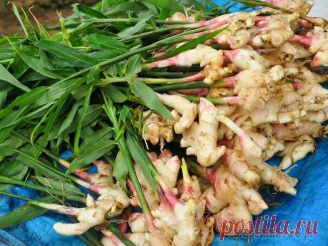 Трио суперпродуктов, убивающих рак