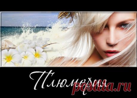 Плюмерия - цветы и кластеры на прозрачном фоне