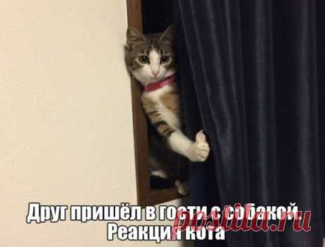 Прикольный позитив / Приколы