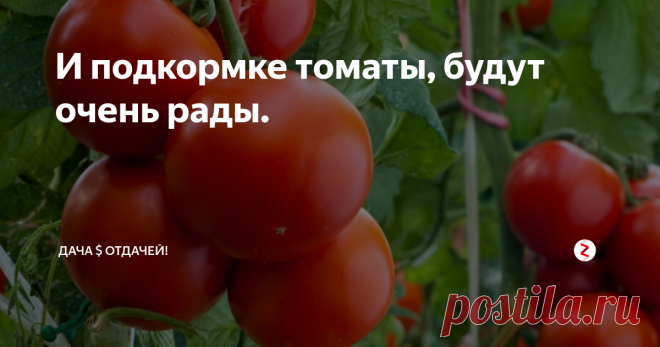 И подкормке томаты, будут очень рады. Первый раз подкормку рассаде томатов делают через 10-15 дней после пикировки. Удобрения для этого можно взять...