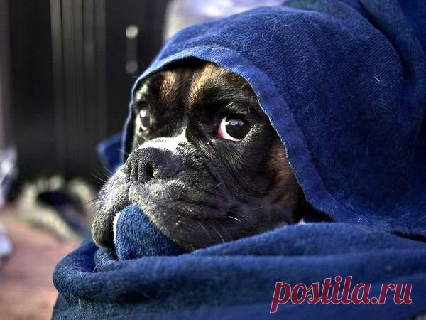 Эти милые и забавные животные