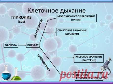 Клеточное дыхание картинка