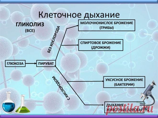 Клеточное дыхание картинка