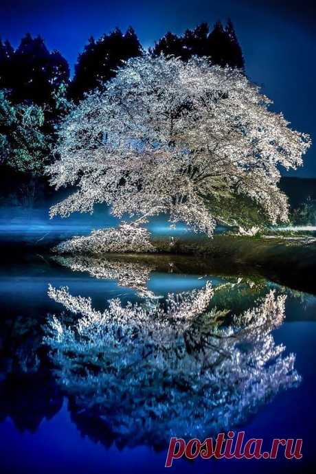 桜 Cherry Blossom by Junji Higashi | Pinterest • Всемирный каталог идей