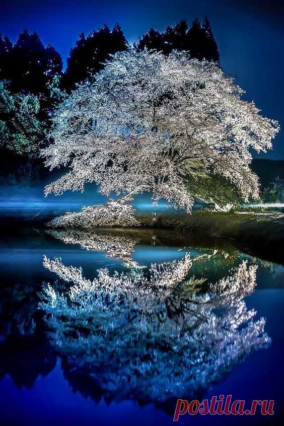 桜 Cherry Blossom by Junji Higashi  |  Pinterest • Всемирный каталог идей