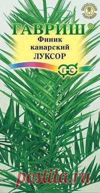Финик канарский "Луксор"
