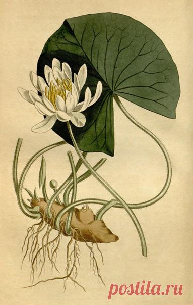 #обережные_травы@travy21
#магические_травы@travy21

 ОДОЛЕНЬ-ТРАВА

В древности люди придавали большое значение растениям и травам. Растения не только кормили человека и украшали дворы, но и, согласно поверьям, приносили счастье, защищали дом, охраняли от нечистой силы, поддерживали здоровье в семье. Повсеместно считалось, что растения обладают душой, характером и магической силой, поэтому у многих народов в качестве оберегов использовались различные травы и деревья.
Издав...