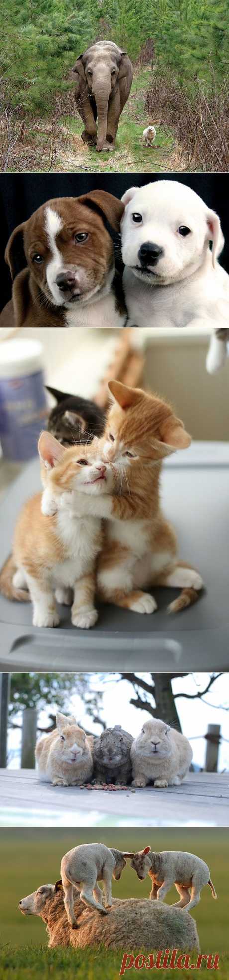 Животные-друзья :  НОВОСТИ В ФОТОГРАФИЯХ