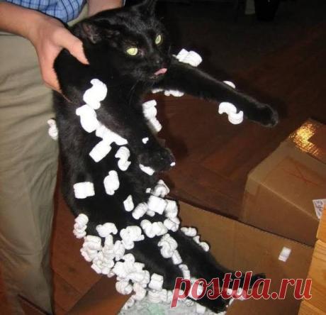 17 домашних животных в неловкой ситуации / Питомцы