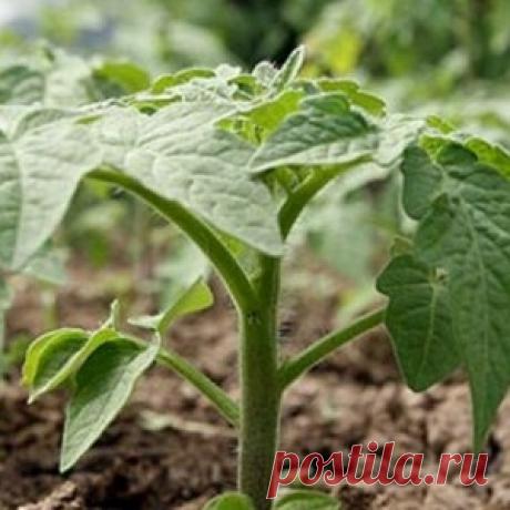 6 самых красивых цветов, которые украсят ваш осенний сад - МирТесен