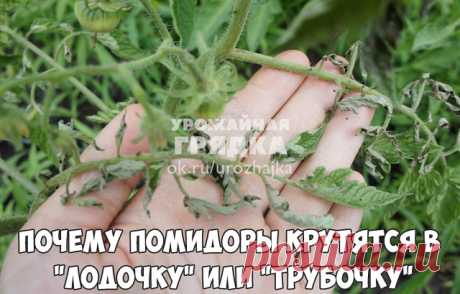 Почему помидоры крутятся в "лодочку" или "трубочку".

Причин сворачивания листьев у томатов очень много. Но по характеру скручивания можно точно угадать, чем мы не угодили высаженной рассаде.

• Крутятся кверху «лодочкой»
Тут всего два виновника:
1. Картофельная тля, которая сидит на стеблях и, несмотря на мелкие размеры, скручивает листву кверху. Справиться с ней сложности не составит – опрыскайте помидоры любым препаратом от колорадского жука: Танрег, Конфидор, Искра, и ...