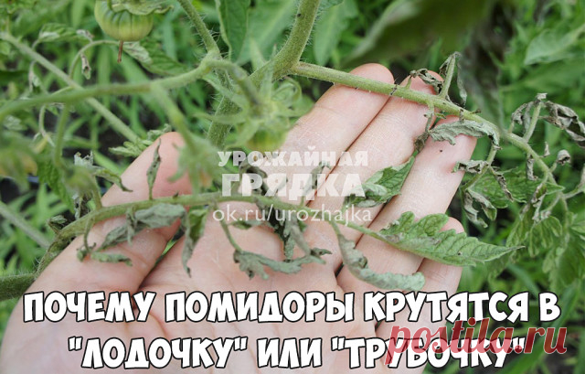 Почему помидоры крутятся в 