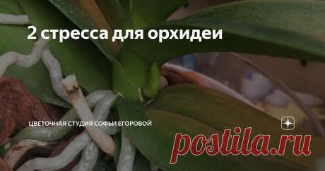 2 стресса для орхидеи Орхидея фаленопсис один из самых популярных комнатных цветов, ее дарят и приобретают самостоятельно, создавая целые коллекции. Это неудивительно, ведь сами цветы прекрасны, а в период цветения орхидея фаленопсис создаёт ощущение джунглей вокруг.
Но увы, после окончания цветения орхидея выглядит весьма специфично, далеко не всем нравится вид листьев и корней, торчащих в разные стороны. Сразу