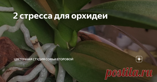 2 стресса для орхидеи Орхидея фаленопсис один из самых популярных комнатных цветов, ее дарят и приобретают самостоятельно, создавая целые коллекции. Это неудивительно, ведь сами цветы прекрасны, а в период цветения орхидея фаленопсис создаёт ощущение джунглей вокруг.
Но увы, после окончания цветения орхидея выглядит весьма специфично, далеко не всем нравится вид листьев и корней, торчащих в разные стороны. Сразу