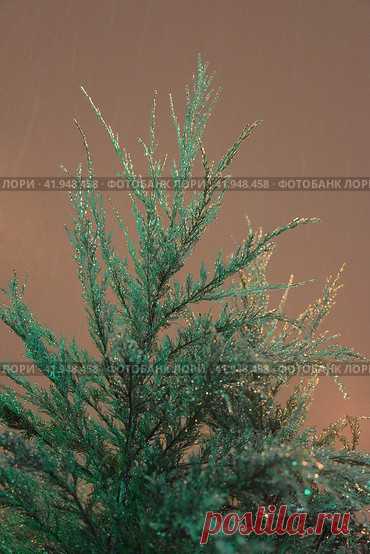 A close up of a frozen evergreen plant with brown sky in the background Стоковое фото, фотограф Ilaronsia / Фотобанк Лори
