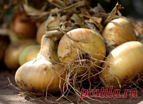 Выращивание репчатого лука из семян безрассадным способом на Supersadovnik.ru