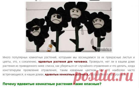 ядовитые комнатные растения