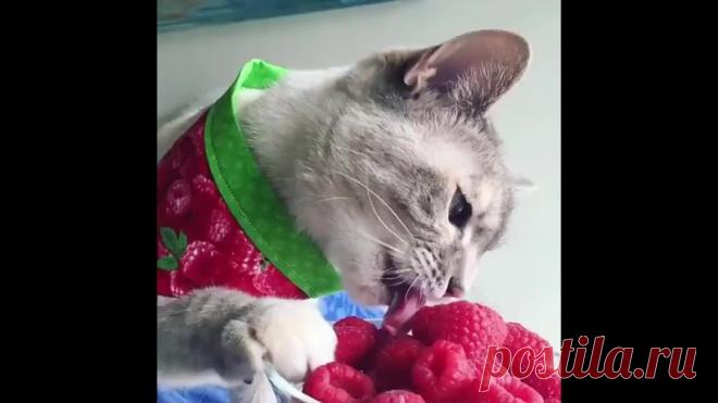 ЧУДООООО! Кошка...))))))