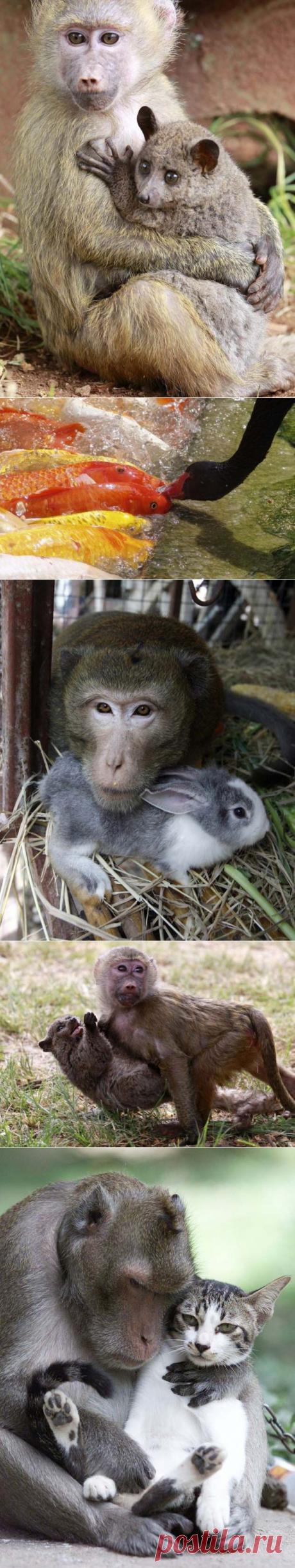 Необычные пары животных / Питомцы