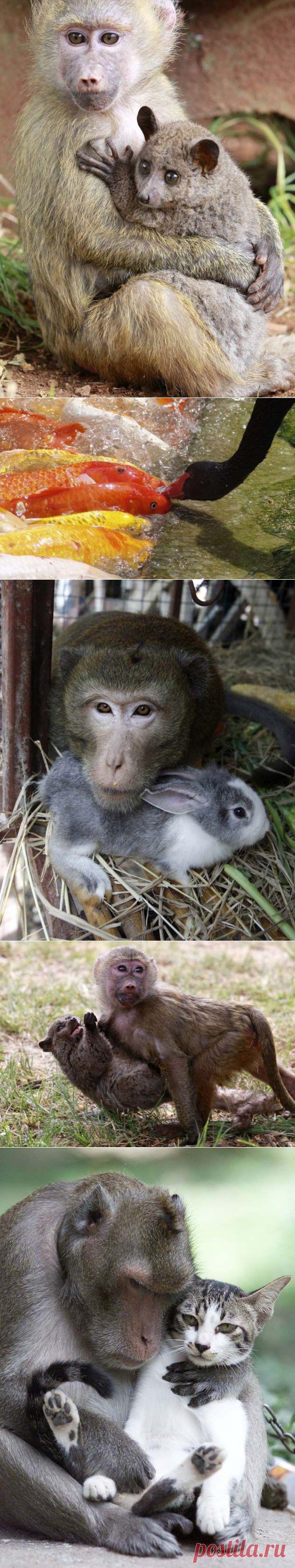 Необычные пары животных / Питомцы