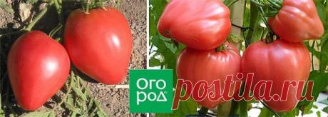 10 самых урожайных сортов томатов | Томаты (Огород.ru)