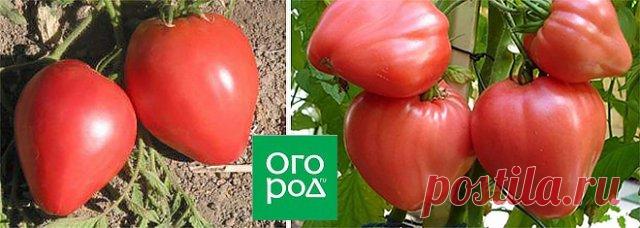 10 самых урожайных сортов томатов | Томаты (Огород.ru)