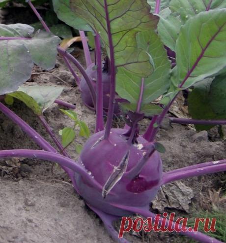 Капуста кольраби: особенности выращивания