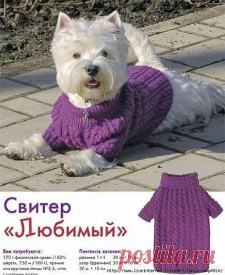 Свитер для собаки спицами.

Расчет петель
Снимите мерки с собаки и рассчитайте количество петель.
Обхват шеи + 2 см на отворот = 34 (102 п.)
Показать полностью…