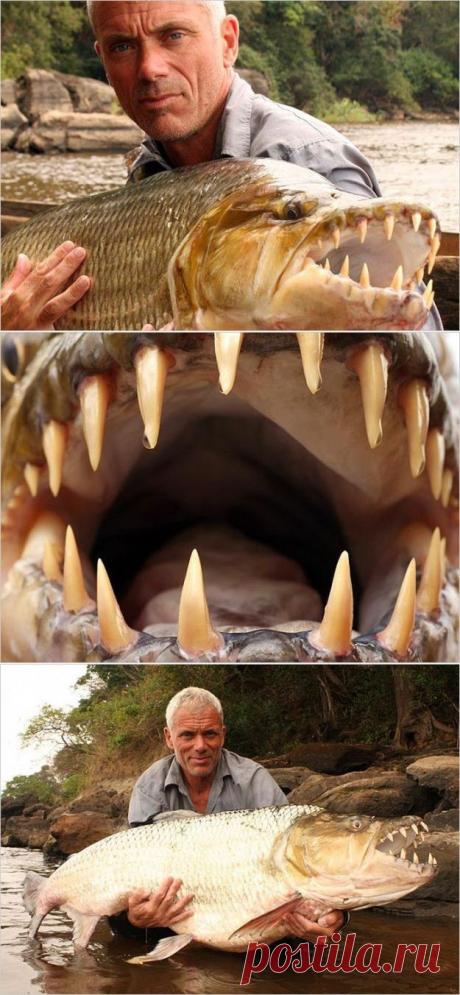 Самые страшные речные монстры (110 фото) | Прикольные картинки, интересные фотографии, фото девушек, смешные и интересные видео, фото приколы
