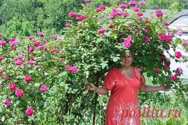 Выращивание плетистых роз! Фото Натальи Беловой.

#Садовые_цветы@home_garden

Особое восхищение у садоводов всегда вызывала плетистая роза с ее длинными ветвями, усыпанными роскошными цветками. Это настоящая находка для ландшафтного дизайнера, которая позволяет создавать цветущие арки, колонны, беседки, заборы.
Показать полностью…
