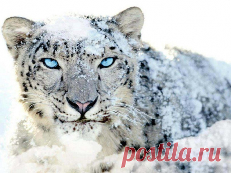 снежный барс вектор - ForWallpaper.com