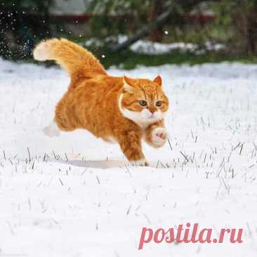 Pin by Lyubka on фото...котики и... in 2025 | Pretty cats, Cat drawing, Beautiful cats