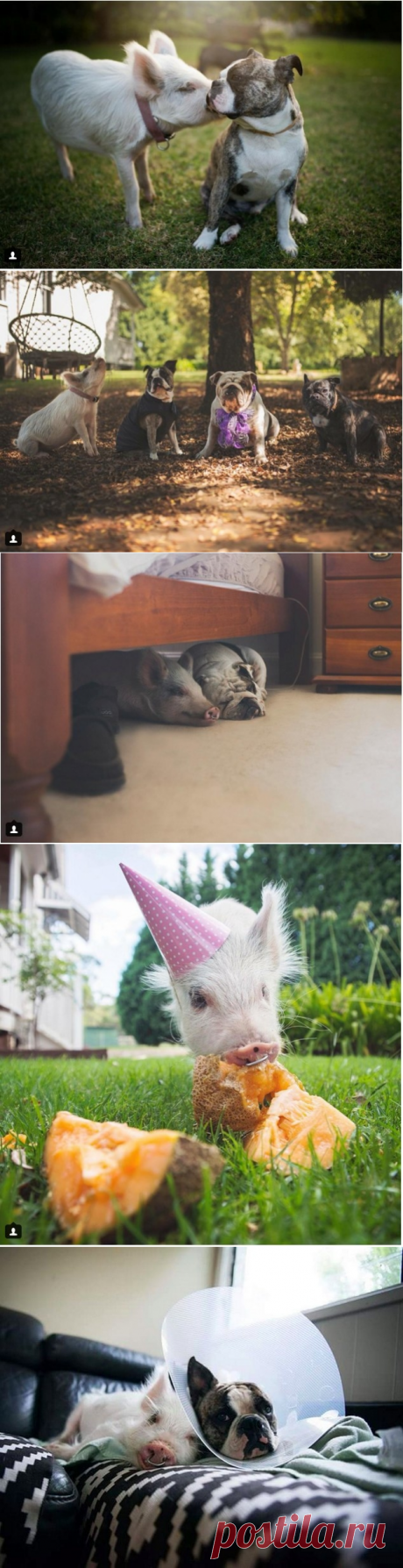 Этот поросенок живет с тремя собаками и считает себя одной из них - Путешествуем вместе