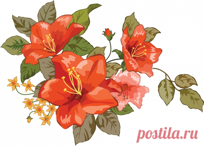 Картинки с цветами на прозрачном фоне (36 фото) ⭐ Забавник
