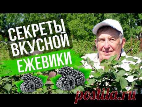 Ежевика: посадка и уход. ПОЛУЧАЕМ 2 ВЕДРА ЯГОДЫ С КУСТА. Опыт эксперта Анатолия Сидоровича