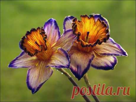Dragon Daffodils | Flowers
